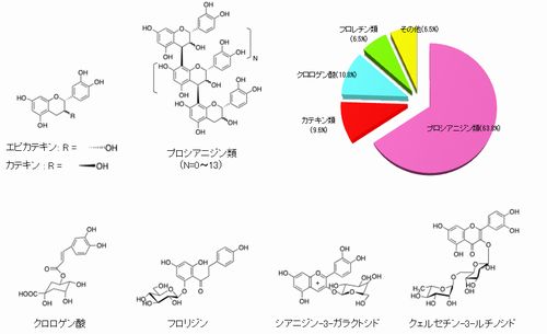 りんご ポリフェノール